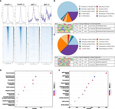 Pou4f1-Tbr1 transcriptional cascade controls the formation of Jam2-expressing retinal ganglion cells